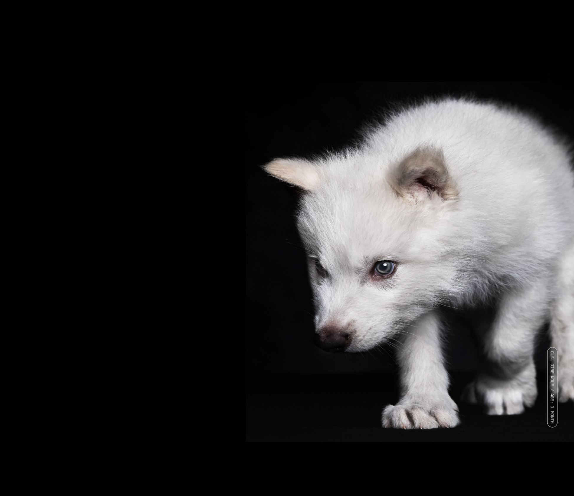 The Illusion of De-Extinction: Colossal Biosciences and the Myth of the Dire Wolf